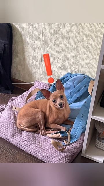 любимый питомец