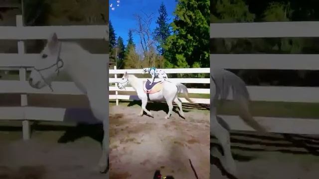 Милота