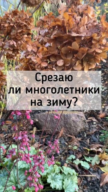 Как зимуют многолетники? А вы срезаете многолетники в