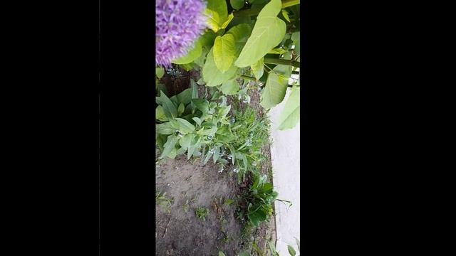 Жужжание шмеля
