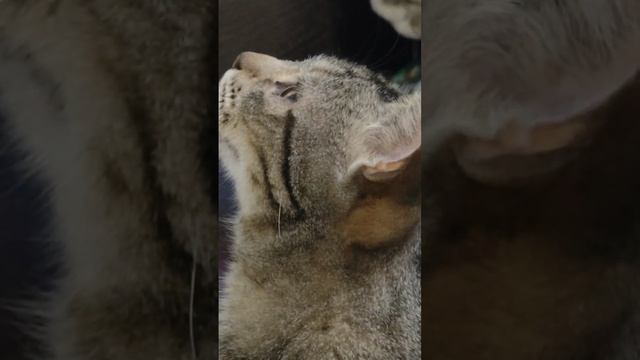 Вечер наш