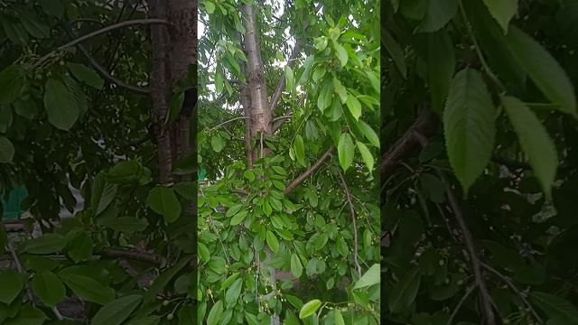 Ещё одно пугало для защиты черешни от птиц