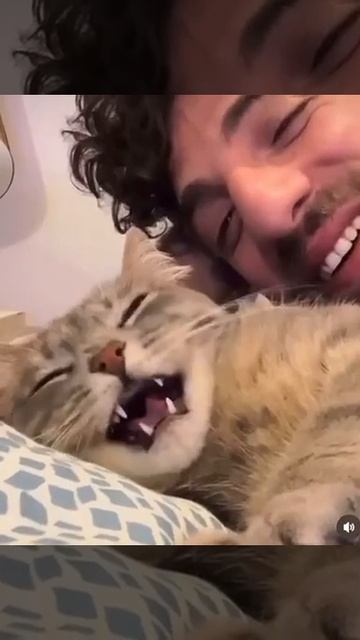 Котик всё понимает 😼