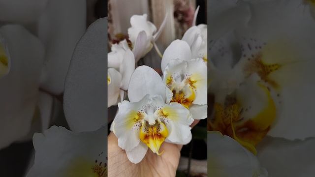 Пень всё время цветёт!Где дети?!🤔