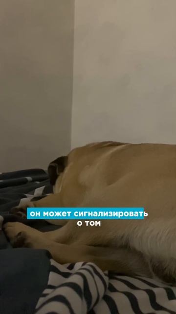 Эту породу собак не рекомендуют заводить #собаки #собачки