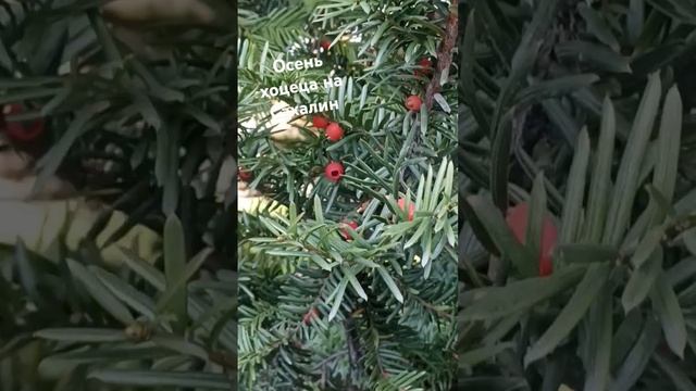 Сахалин. Про Сахалин. На Сахалин.