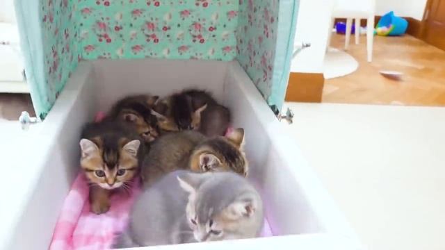Мистер Макс • Mister Max - Макс продаёт котят