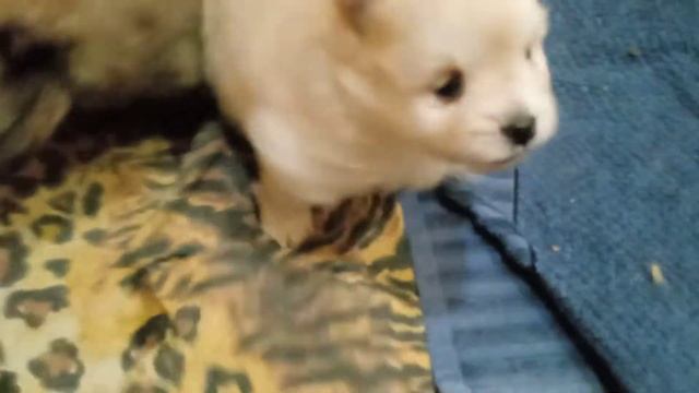 Щенки шпица. Тридцать один день. Месяц и день.