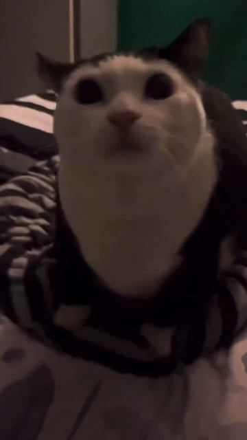 Говорящий котик 😺😺