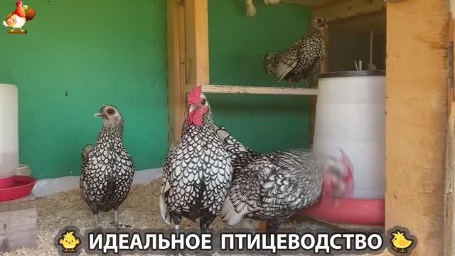 Идеальное птицеводство достойно восхищения 🐓🦆🦢🦚🦃🐔 эпизод (217)