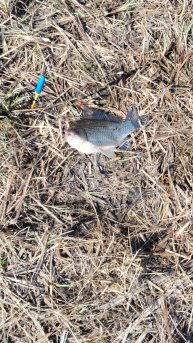 Турбоклев карасей!!!