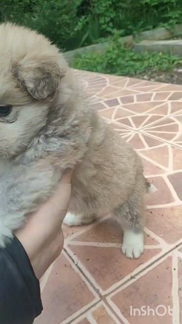 Снежа в добрые руки