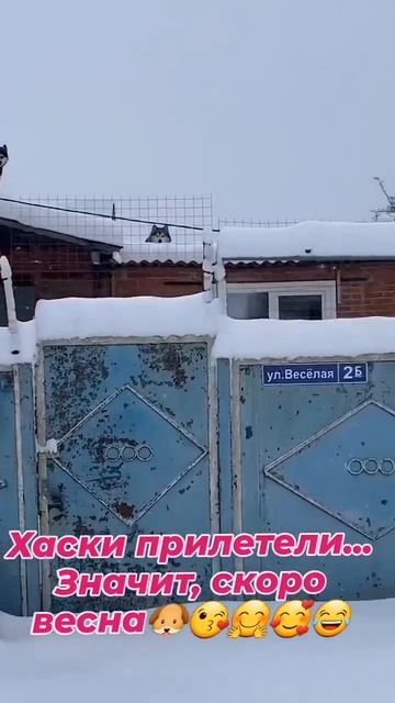 Вот кто настоящие вестники весны!А вы :"Грачи прилетели,грачи прилетели!" 🐶❤️🤩