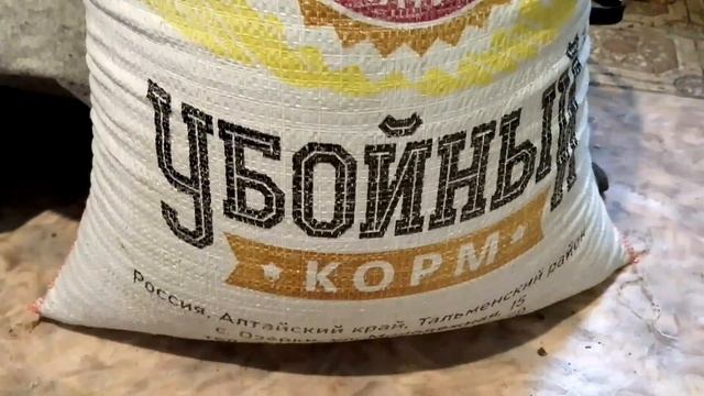 Жара 🔥/ привезли цыплят 🐤/ Лилии из Светофора