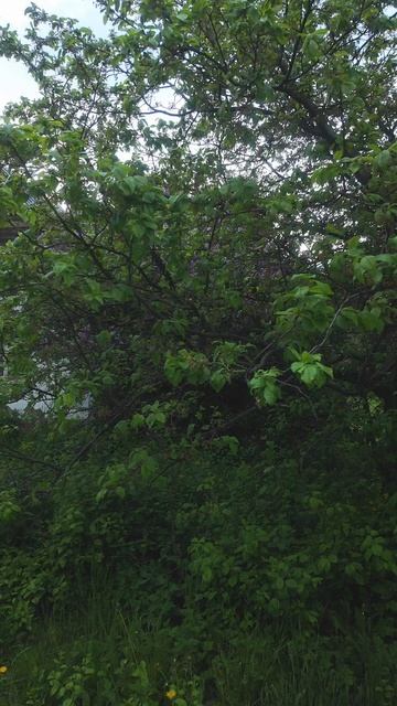 Парк Коломенское