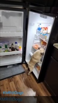 Ревизия холодильника😂 ( видео про собак )