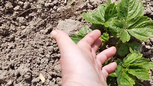 Почему в первый год клубника не цветёт?