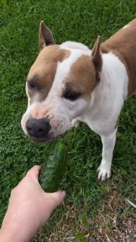 Настоящая любовь #pets #собака #staffy #shortvideo #staff #животные #staffie #собаки #staffylovers