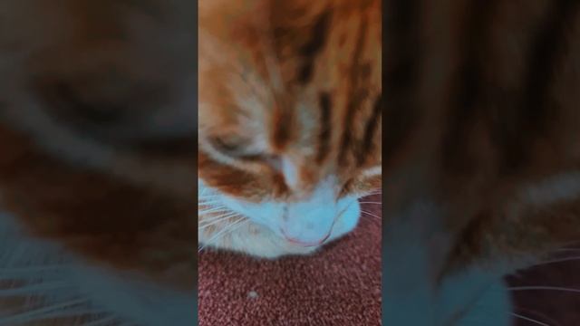 Кот