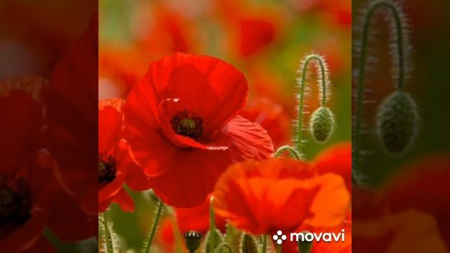 Мне во многое хочется верить.... Алёна Разгоняева