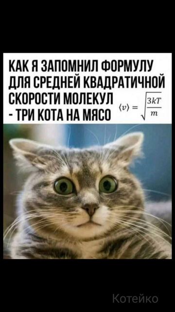 Три кота на мясо 🙀