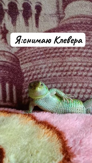 Рива,сияй😝🌟