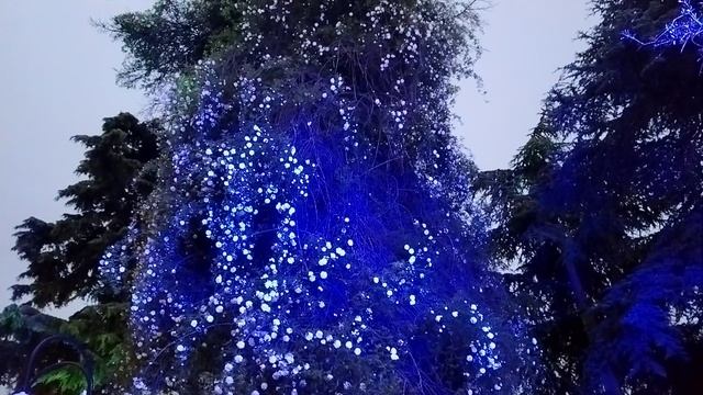 Ялта. Розы.