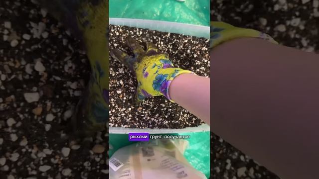 ПЕРЕСАДКА БОЛЬШОГО ЗАМИОКУЛЬКАСА