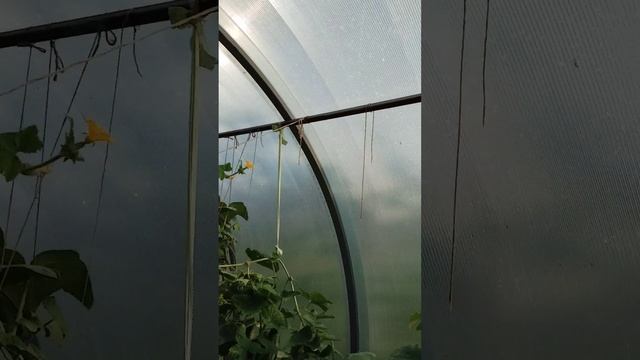 VID_20240826_161405.mp4