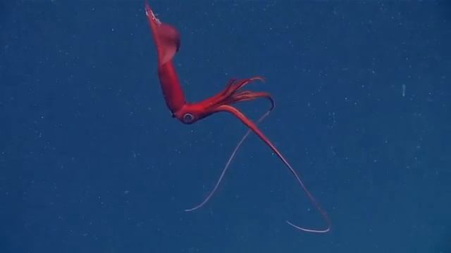 Idioteuthis cordiformis🫀