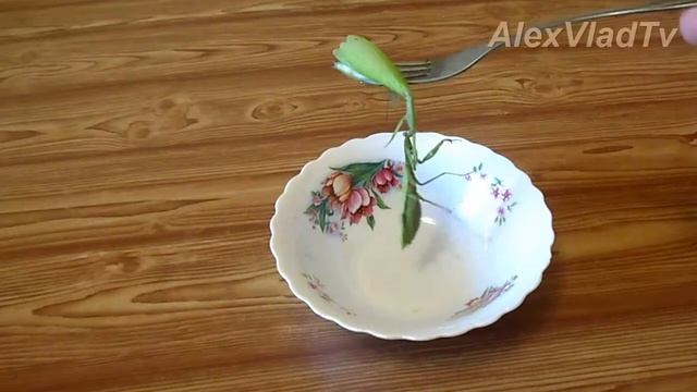 Богомол