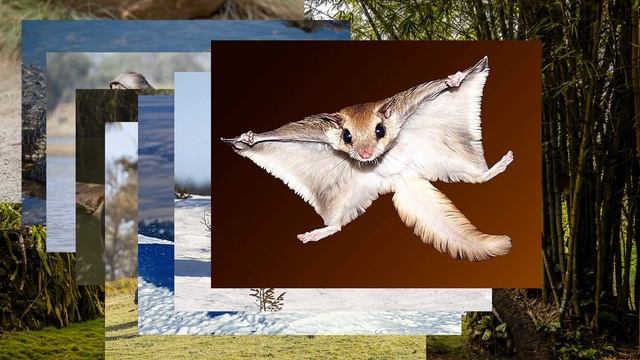 Wild Animals Интерактивные карточки. Онлайн бесплатный тре?