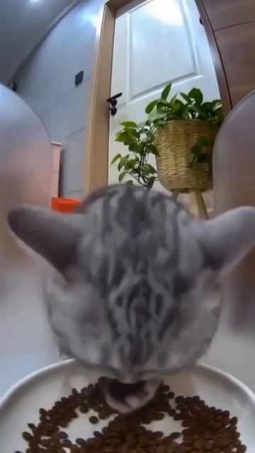 ам ням ам ам