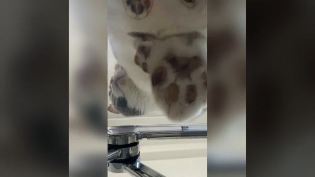 Наш TG https://t.me/liveofcats