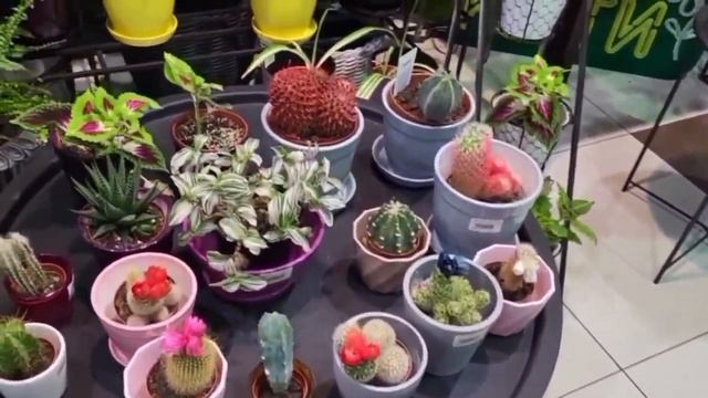 САМЫЙ КРАСИВЫЙ МАГАЗИН ЦВЕТОВ В СУМАХ 💐 | КУПИЛА КОМН?