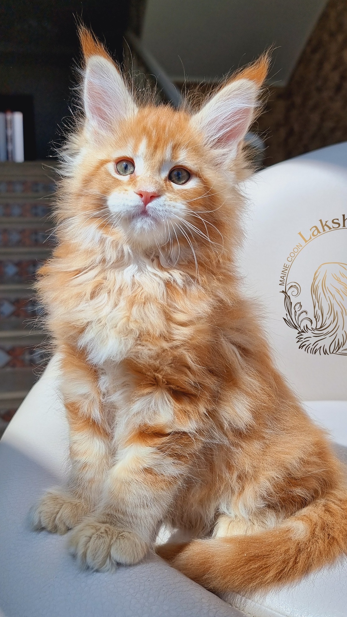 Sultan Mos Lakshestar котенок мейн кун 1 месяц 27 дней.