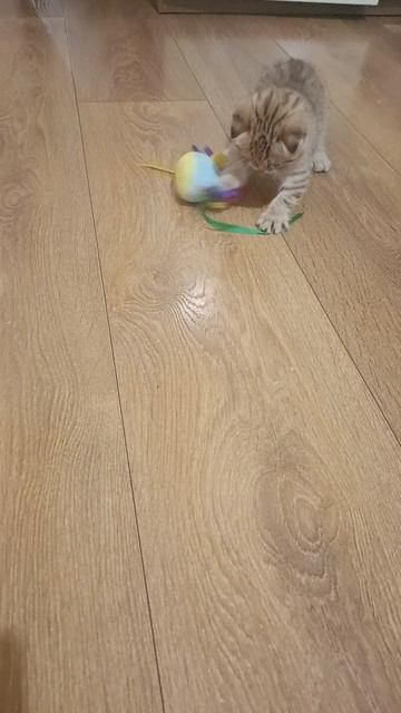 1000177368.mp4