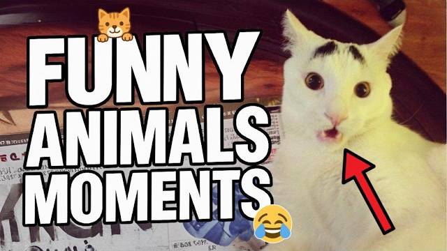 Невероятные моменты с домашними животными, ПРИКОЛЫ С  ЖИВОТНЫМИ 😹🐶 | Подборка смешных ВИДЕО