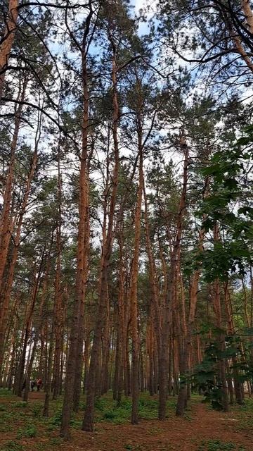 #парктанаис #паркиворонежа #прогулкавворонеже #интересные меставворонеже