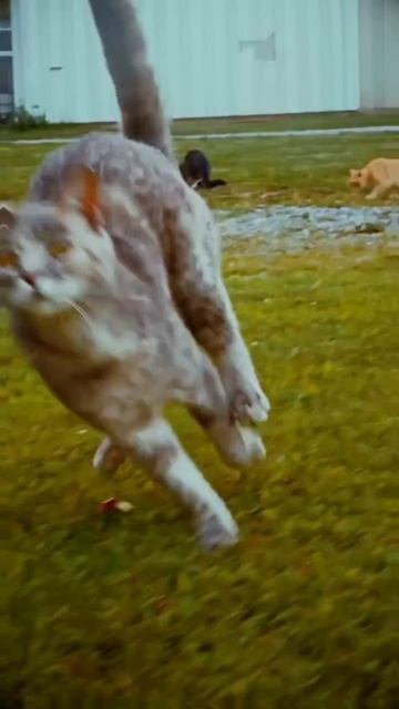 кошачий рейв. как гуляют кошки