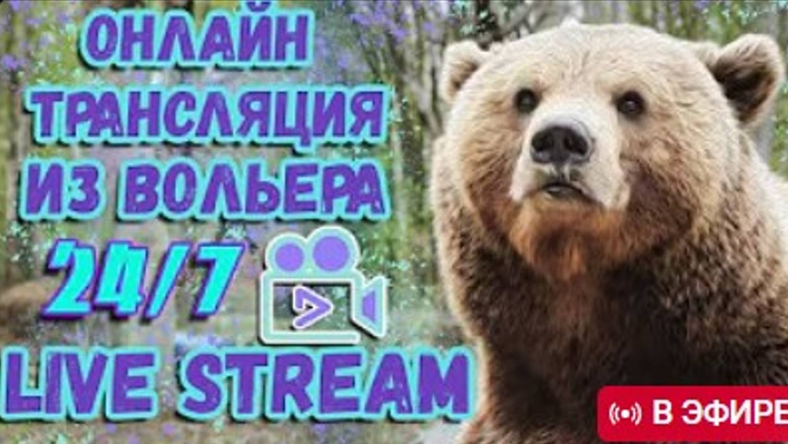 🔴LIVE🔴Медведь Мансур - в эфире 🎥 Live