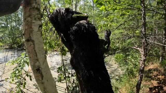 У медведей новый тренажёр.