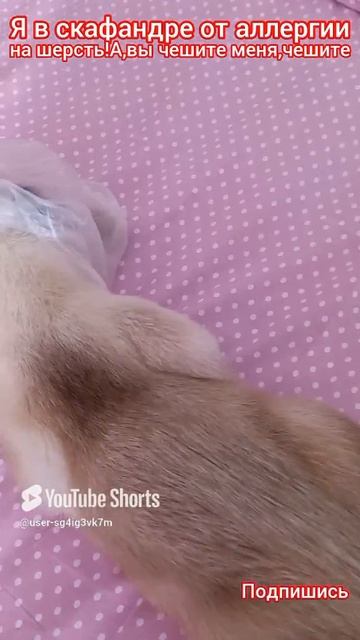 Я в скафандре😂,у меня🐱аллергия на шерсть,а вы чешете меня ‼️