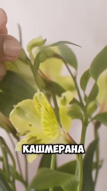 Самый комплиментарный арабский аромат: Noran Perfumes Moon 1947 White