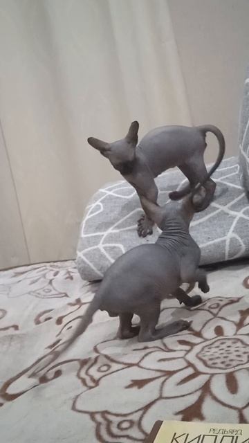 Кипузик и Лилурик играют