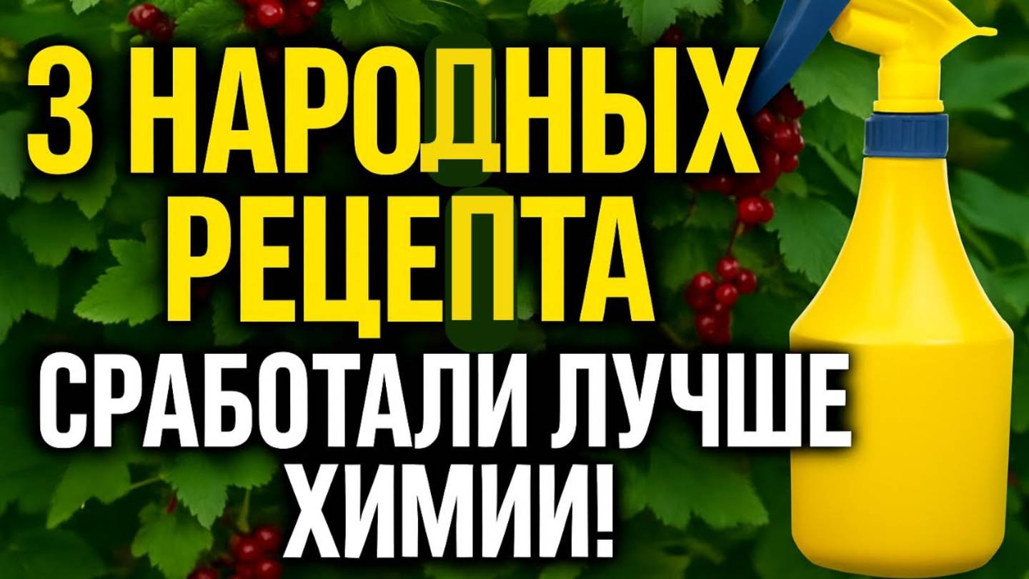 Как Обработать Смородину Без Химии: Легкий Совет Агронома