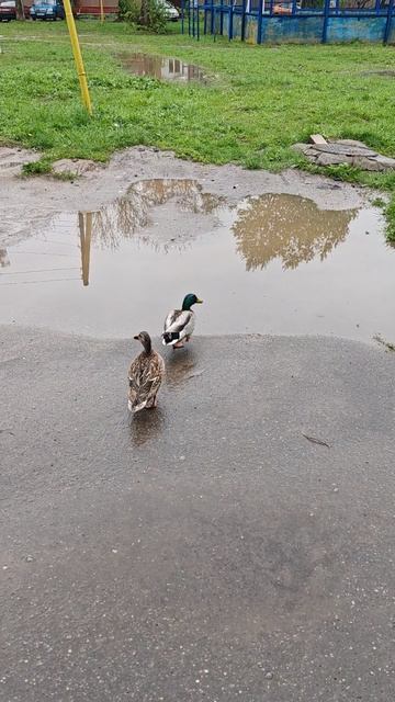 Утка и селезнь в городе)