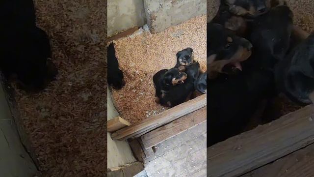 Вольєр з курятнику, стеклопакети, теплі поли, вайфай.