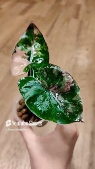 Алоказия плумбея нигра Пинк💕