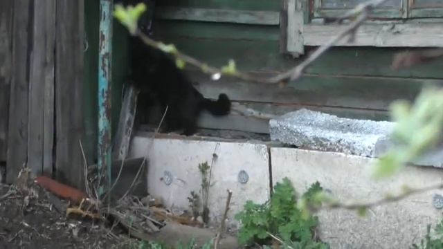 Озимовал кот и отпустили его  Теперь ищет знакомых  25 04 2025